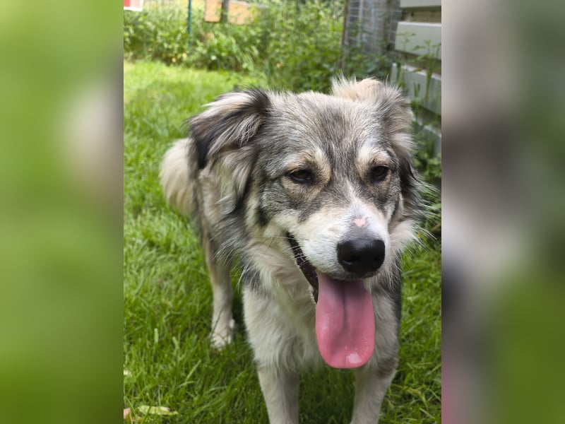 Border Collie Mixrüde sucht ein Zuhause