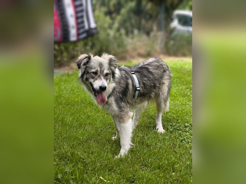 Border Collie Mixrüde sucht ein Zuhause
