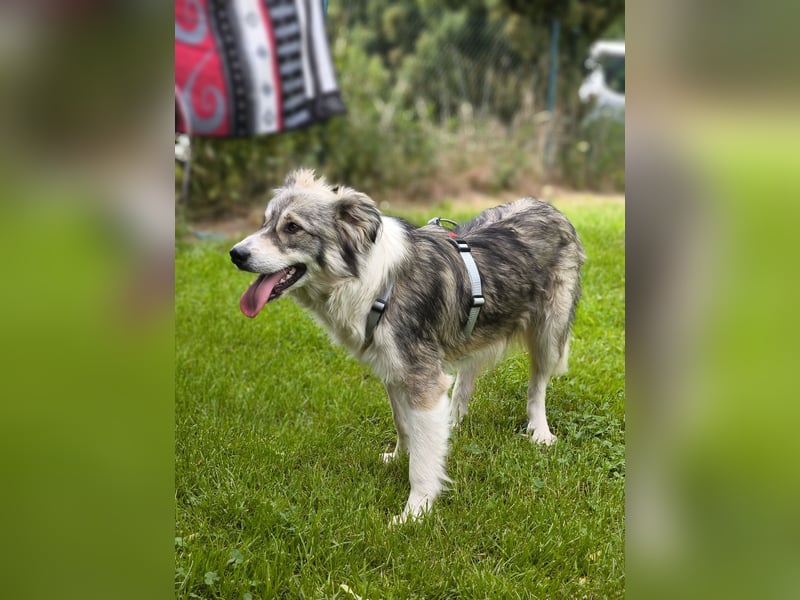 Border Collie Mixrüde sucht ein Zuhause