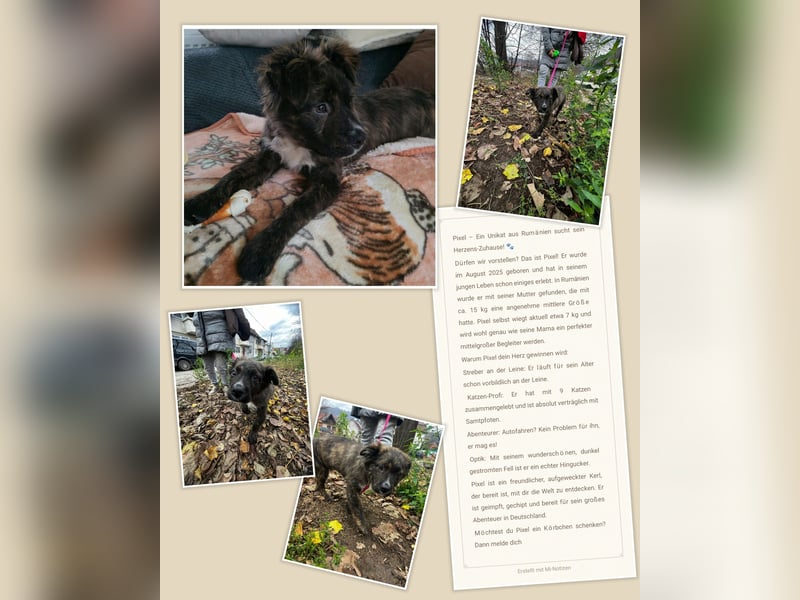 Supersüßer Mischlingswelpen sucht neue Familie