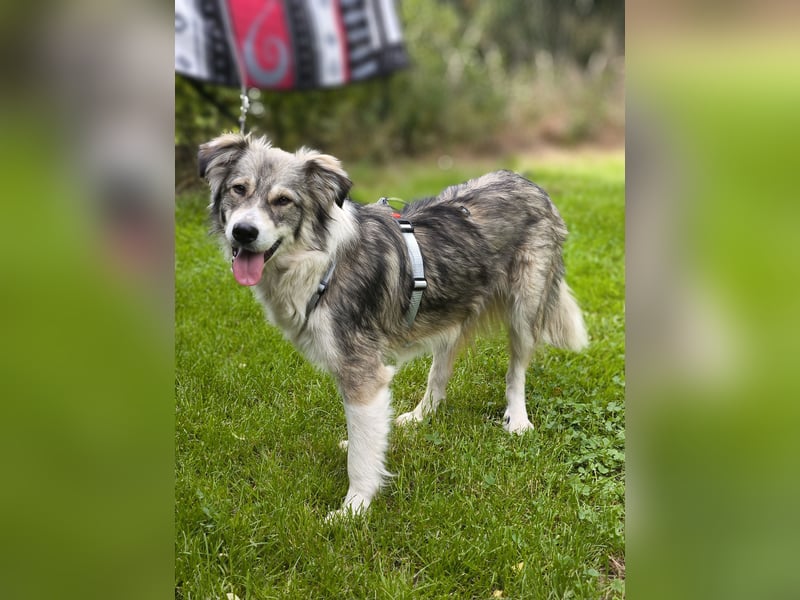Border Collie Mixrüde sucht ein Zuhause