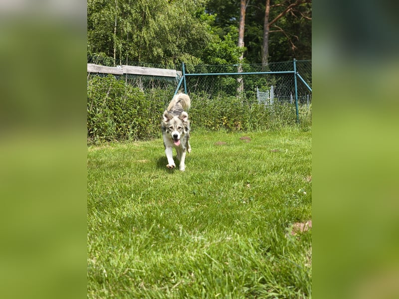 Border Collie Mixrüde sucht ein Zuhause