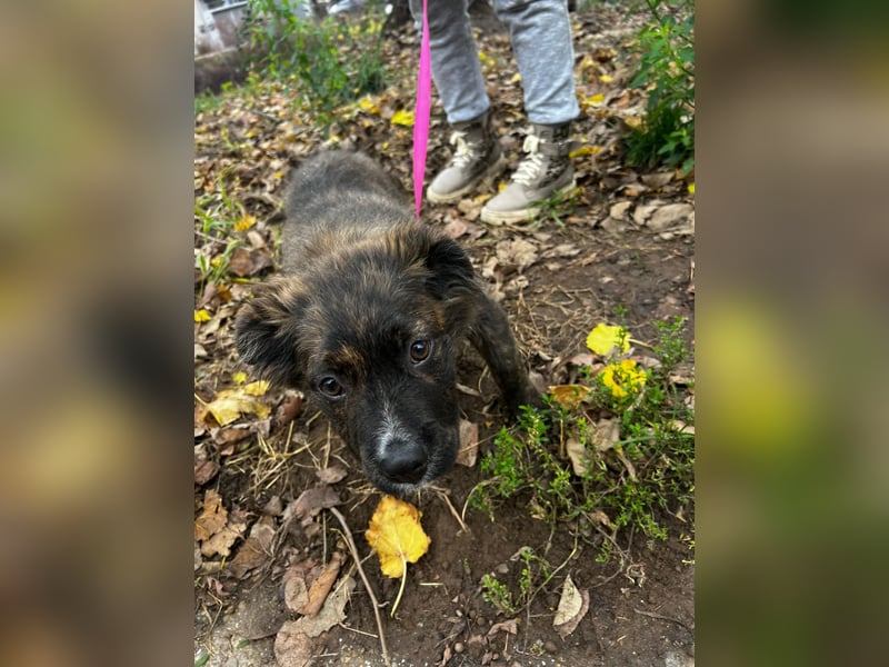 Supersüßer Mischlingswelpen sucht neue Familie