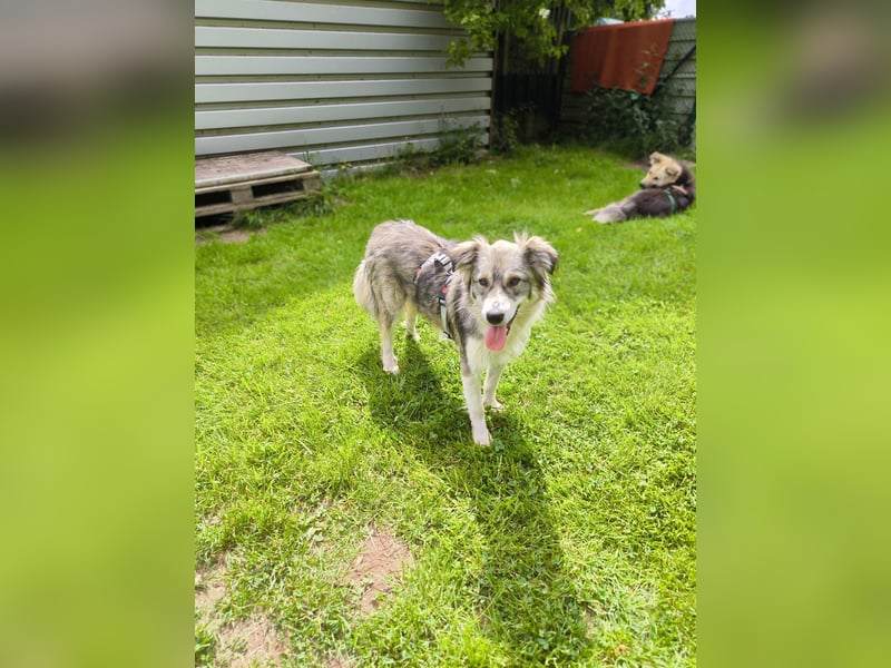 Border Collie Mixrüde sucht ein Zuhause
