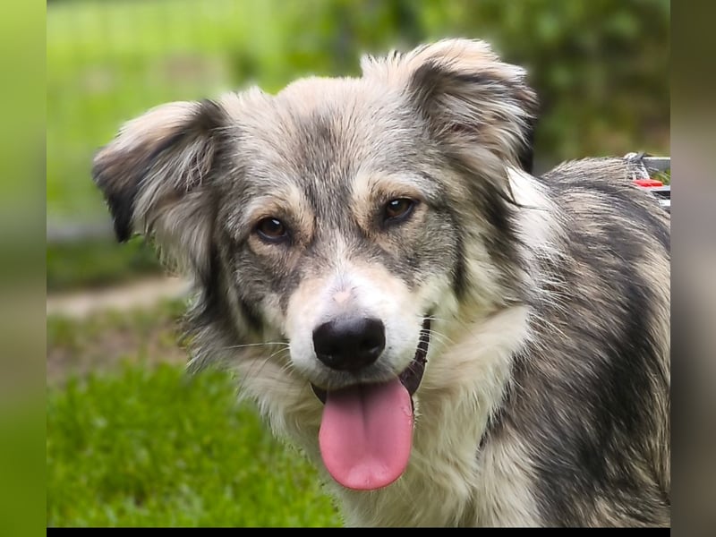 Border Collie Mixrüde sucht ein Zuhause