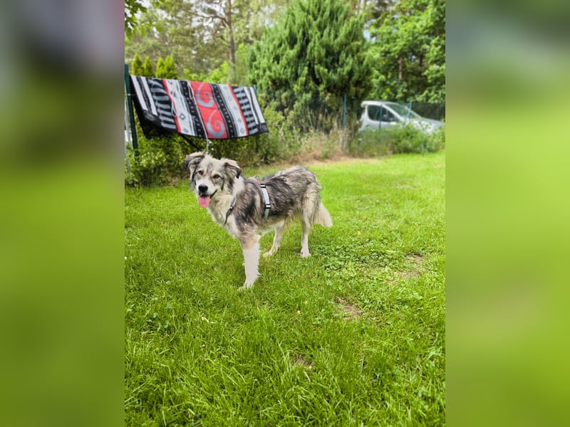 Border Collie Mixrüde sucht ein Zuhause