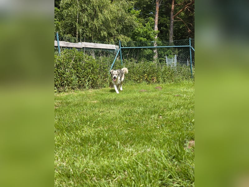 Border Collie Mixrüde sucht ein Zuhause