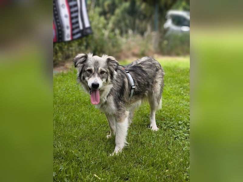 Border Collie Mixrüde sucht ein Zuhause