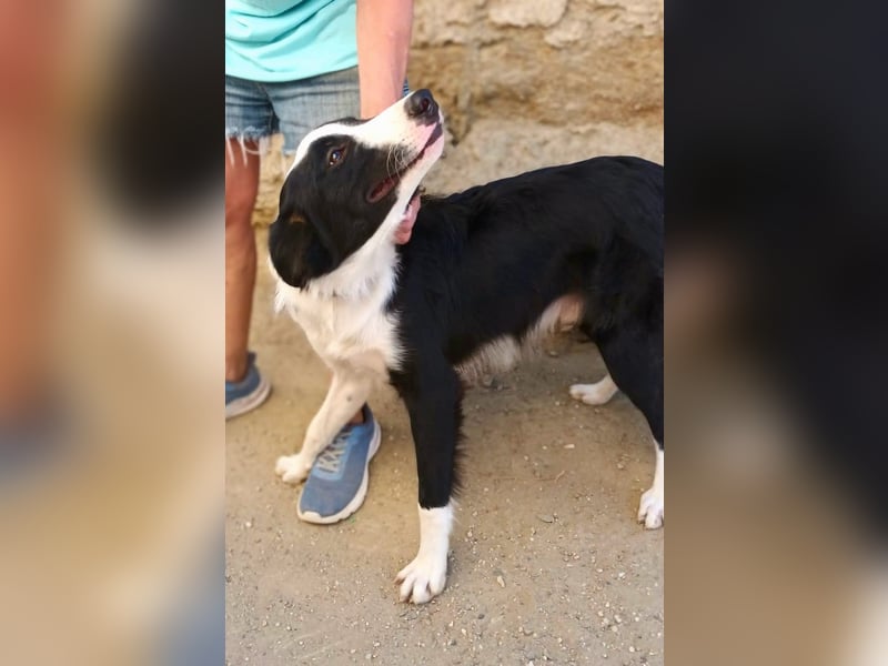 Sully - Border Collie Mischling - neugierig, lernfreudig, offen