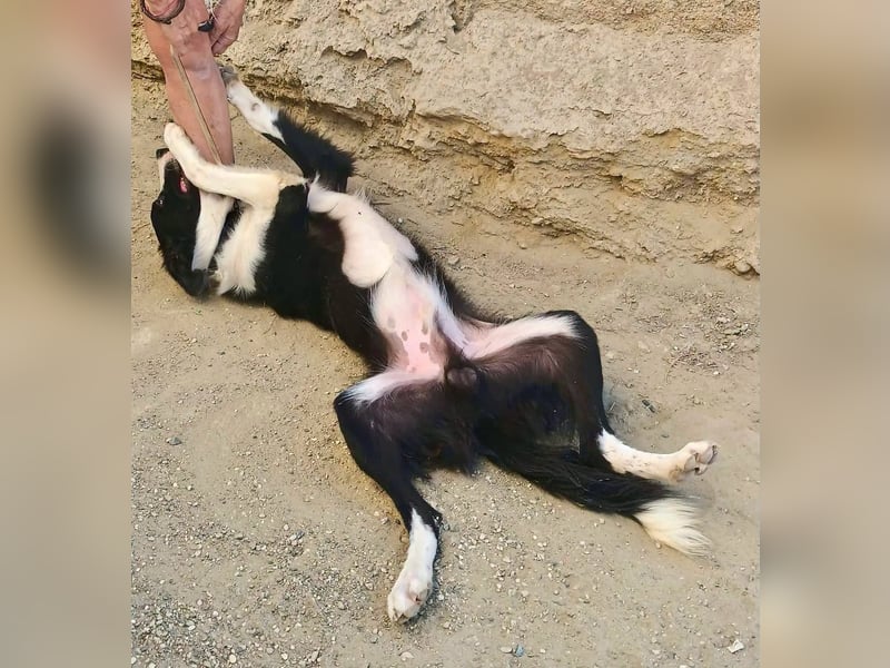 Sully - Border Collie Mischling - neugierig, lernfreudig, offen