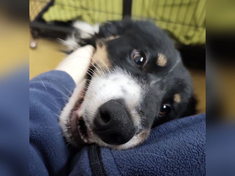 Charles ein vitaler Kerlchen