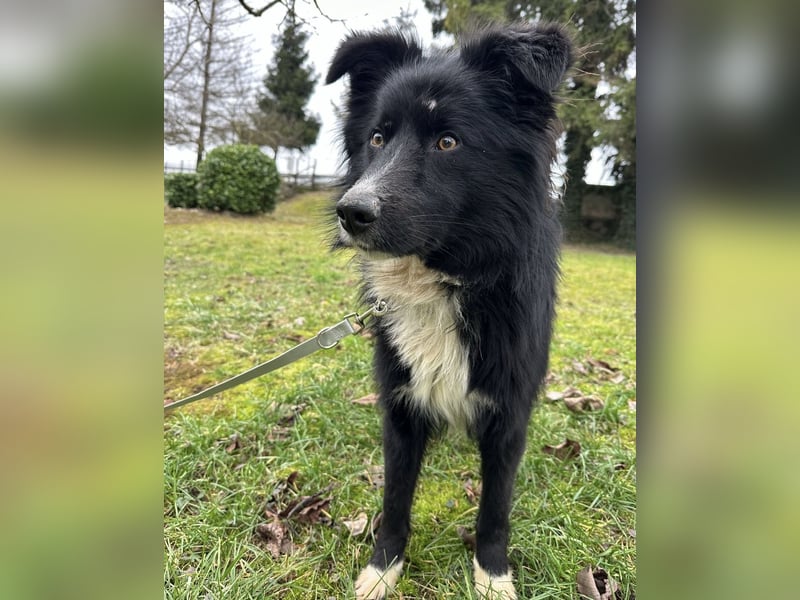 Louis ein freundlicher Schatz