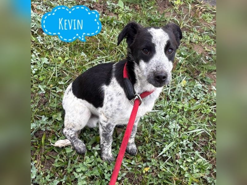 Kevin wie aus dem Film “Kevin alleine Zuhause”