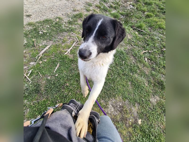 Danko ein sehr freundlicher Rüde