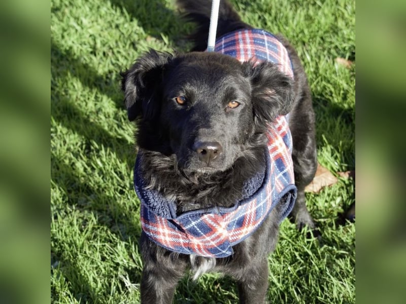 Lapia eine wundervolle schwarze Perle