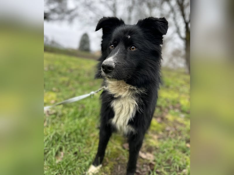 Louis ein freundlicher Schatz