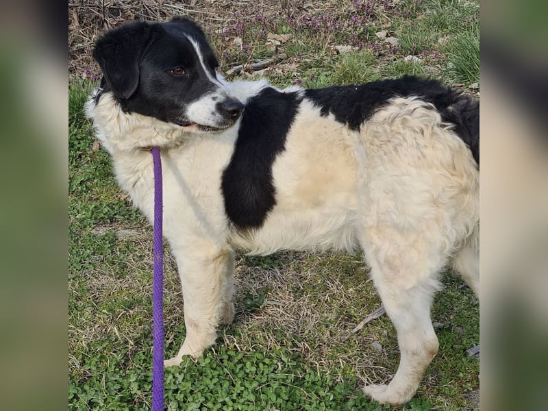 Danko ein sehr freundlicher Rüde