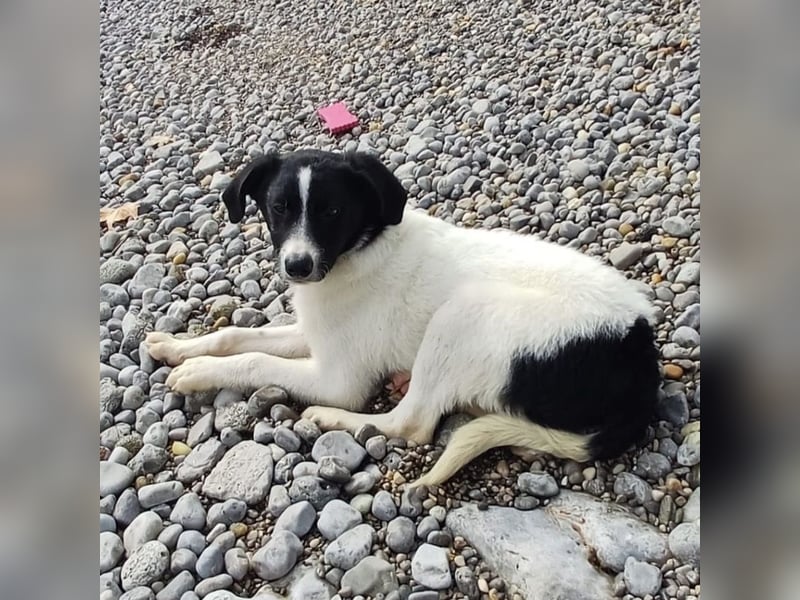 Lunja eine intelligente Hündin für sportliche Menschen