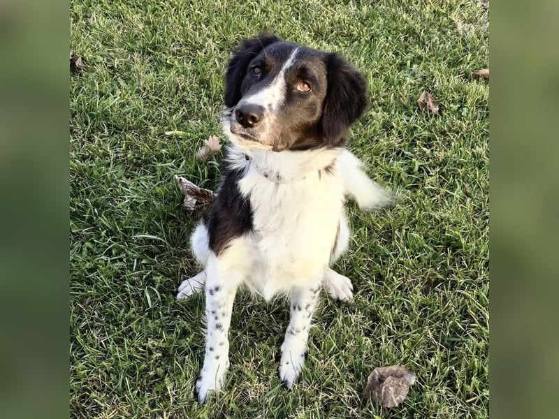 Pickels eine freundliche aktive intelligente Hündin