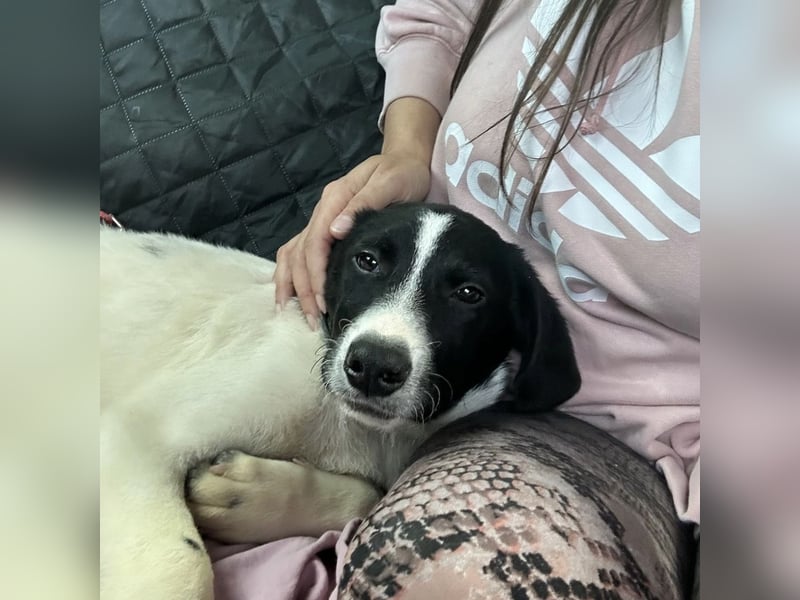 Lunja eine intelligente Hündin für sportliche Menschen