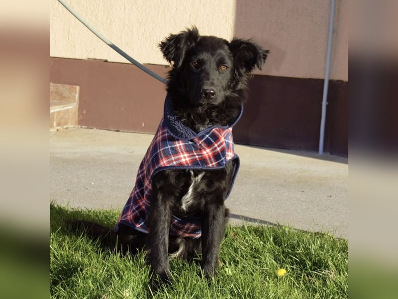 Lapia eine wundervolle schwarze Perle