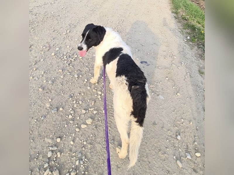 Danko ein sehr freundlicher Rüde