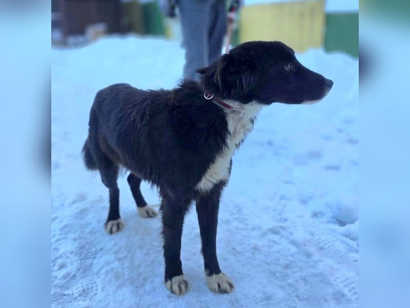 Freundlicher Miron wartet auf seine Menschen