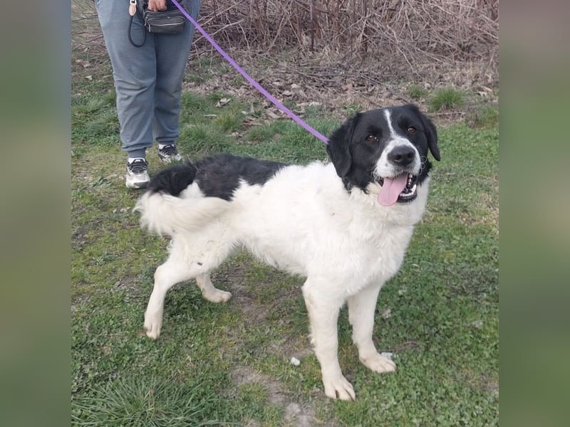 Danko ein sehr freundlicher Rüde