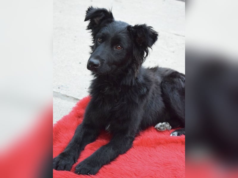 Lapia eine wundervolle schwarze Perle