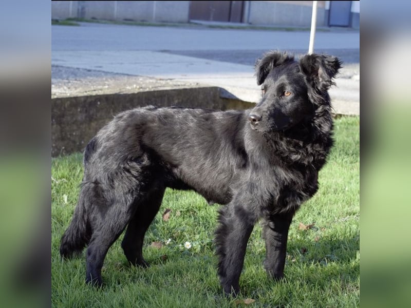 Lapia eine wundervolle schwarze Perle