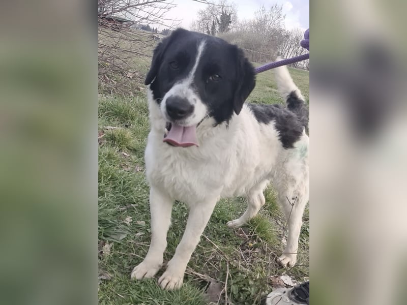 Danko ein sehr freundlicher Rüde