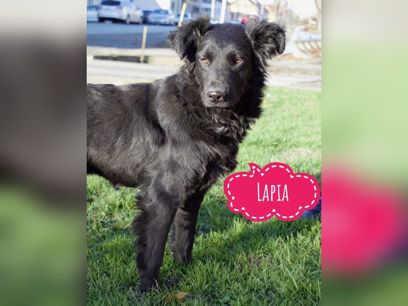 Lapia eine wundervolle schwarze Perle