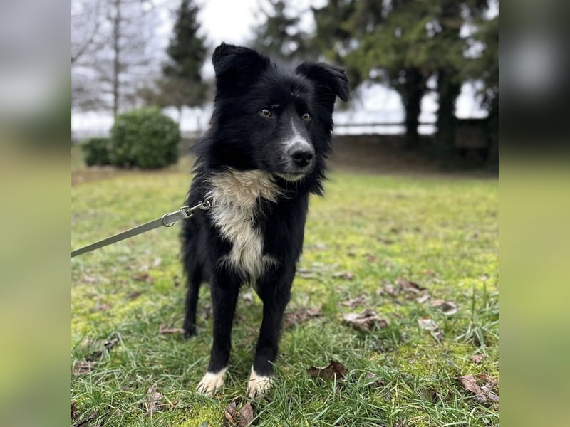 Louis ein freundlicher Schatz