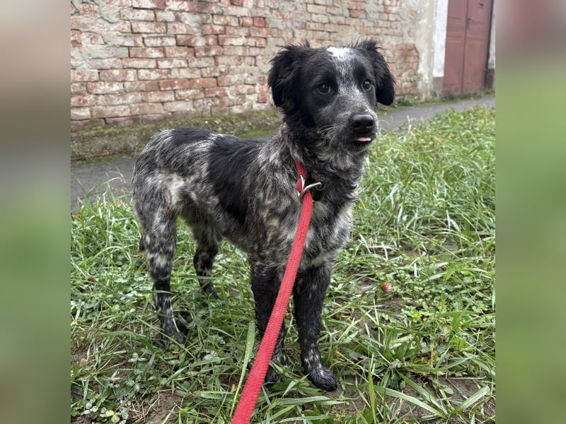 Kody ein richtiger Schatz