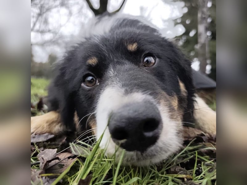 Charles ein vitaler Kerlchen