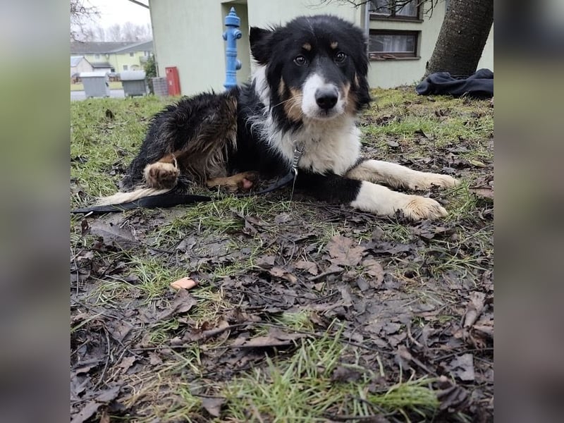 Charles ein vitaler Kerlchen