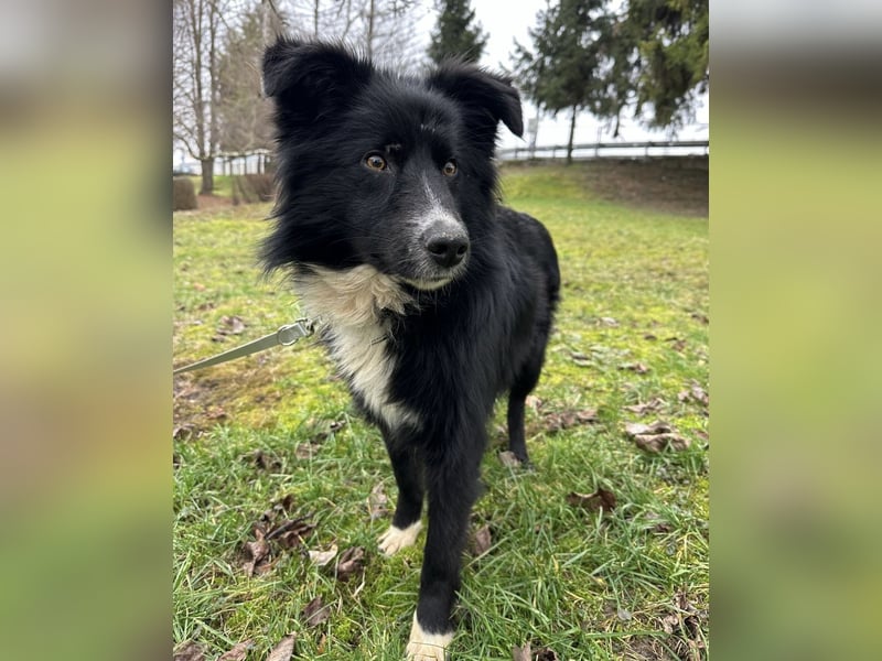 Louis ein freundlicher Schatz