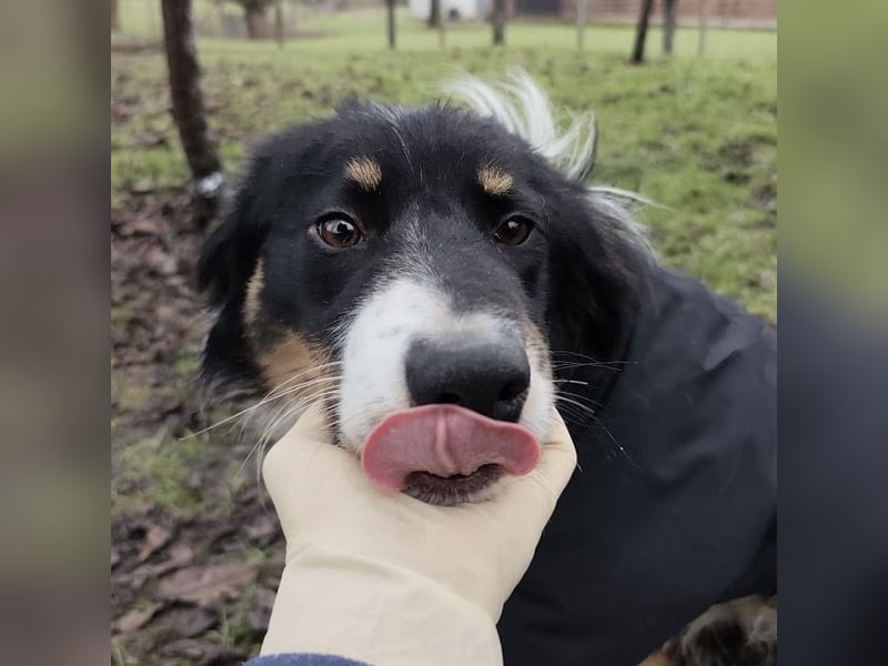 Charles ein vitaler Kerlchen