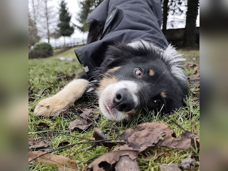 Charles ein vitaler Kerlchen