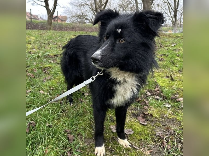 Louis ein freundlicher Schatz