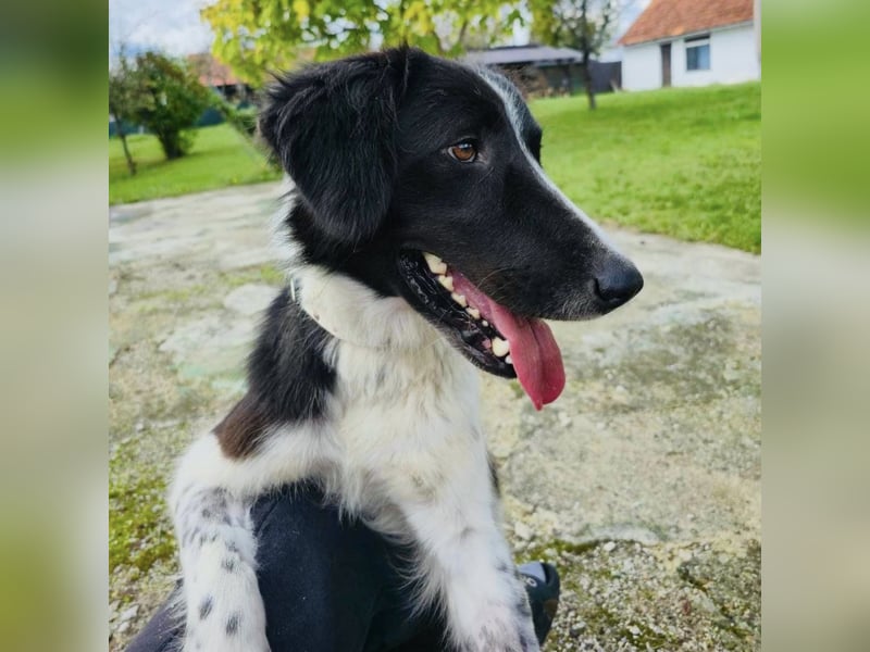 Pickels eine freundliche aktive intelligente Hündin