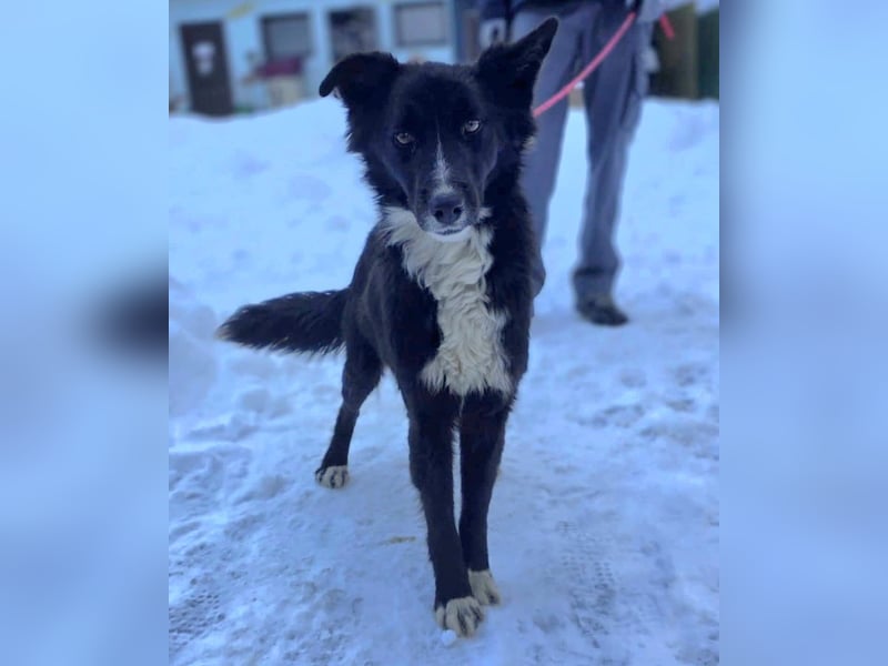 Freundlicher Miron wartet auf seine Menschen