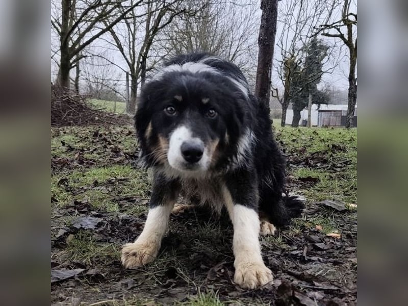 Charles ein vitaler Kerlchen