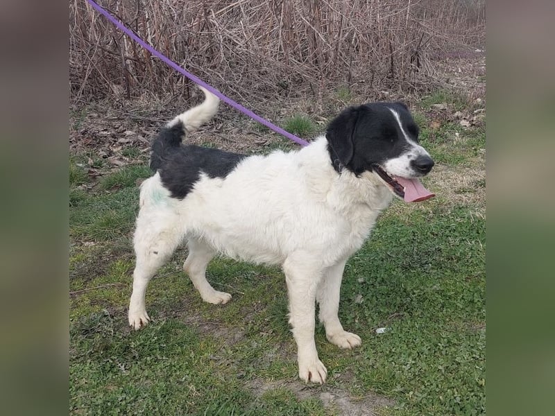 Danko ein sehr freundlicher Rüde