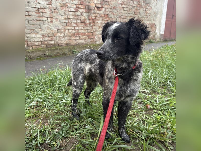 Kody ein richtiger Schatz