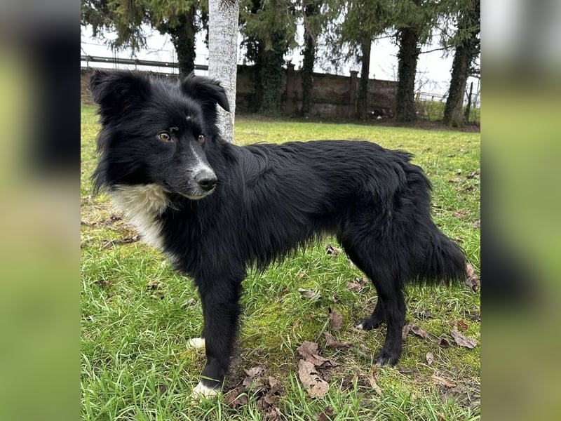 Louis ein freundlicher Schatz