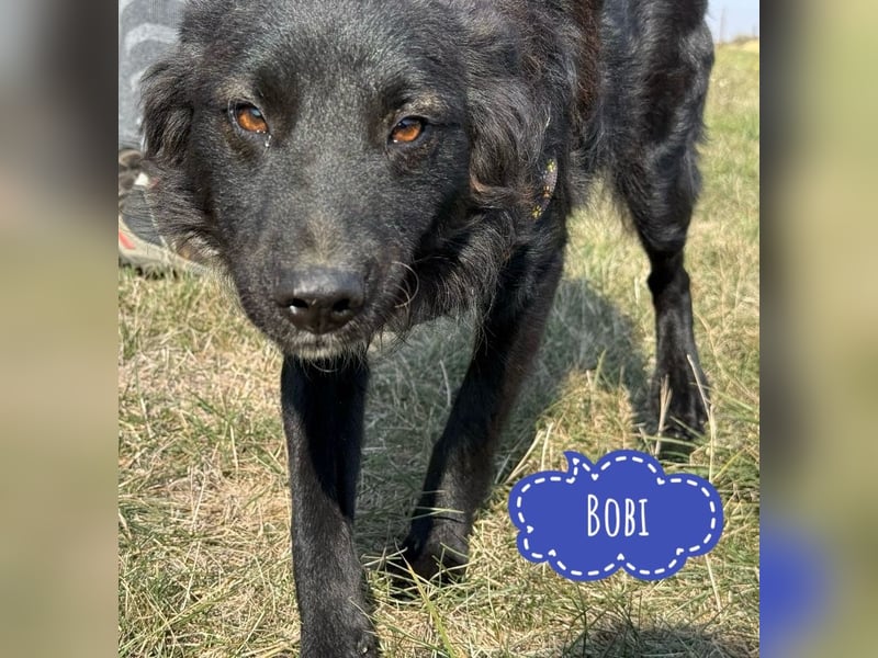 Bobi ein wundervoller Rüde