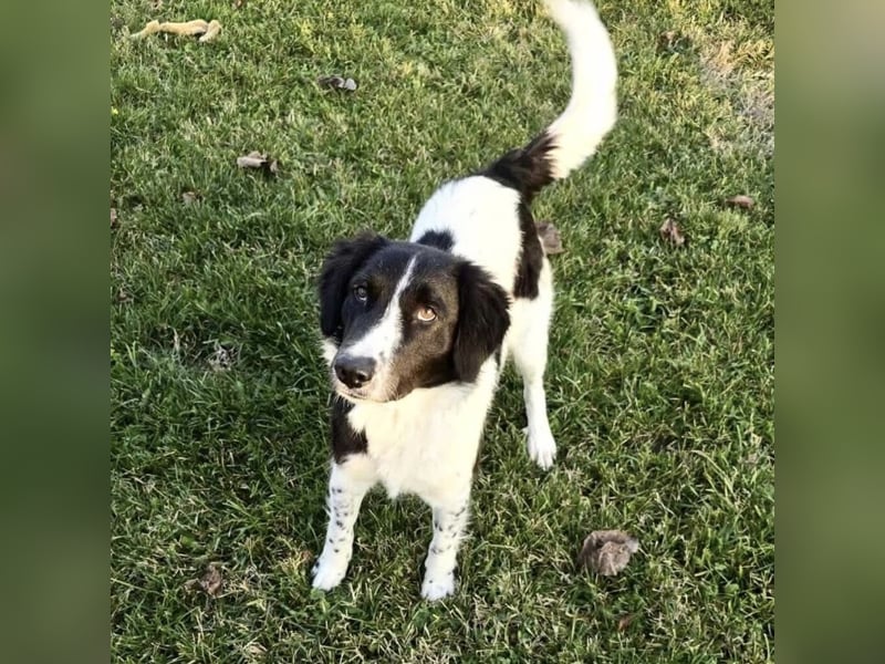 Pickels eine freundliche aktive intelligente Hündin