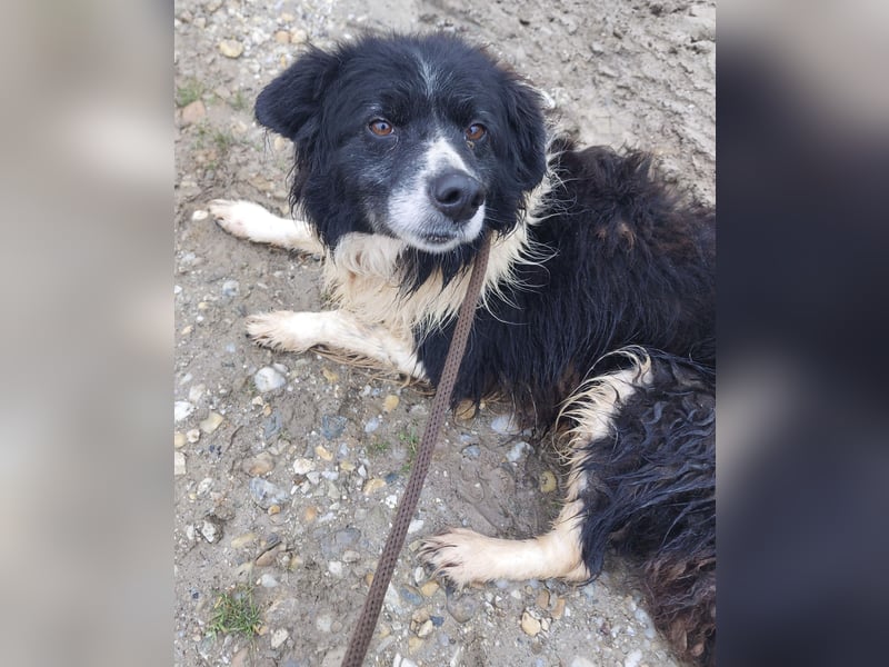 Collieen eine sanfte wundervolle