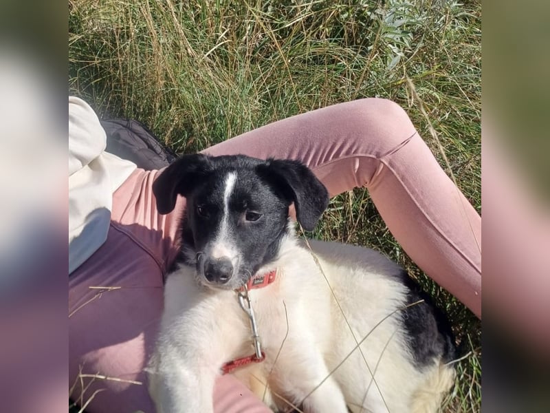 Lunja eine intelligente Hündin für sportliche Menschen